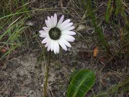 Imagem de Gerbera crocea (L.) Kuntze