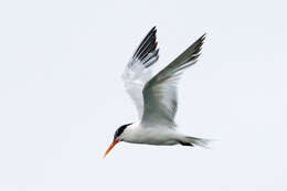 Image of Elegant Tern