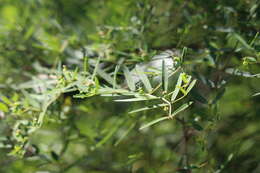 Euphorbia articulata Aubl. resmi