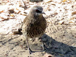 Image of Turdoides hartlaubii hartlaubii (Barboza du Bocage 1868)