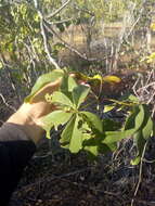 Image of Pseudobombax parvifolium Carv.-Sobr. & L. P. Queiroz