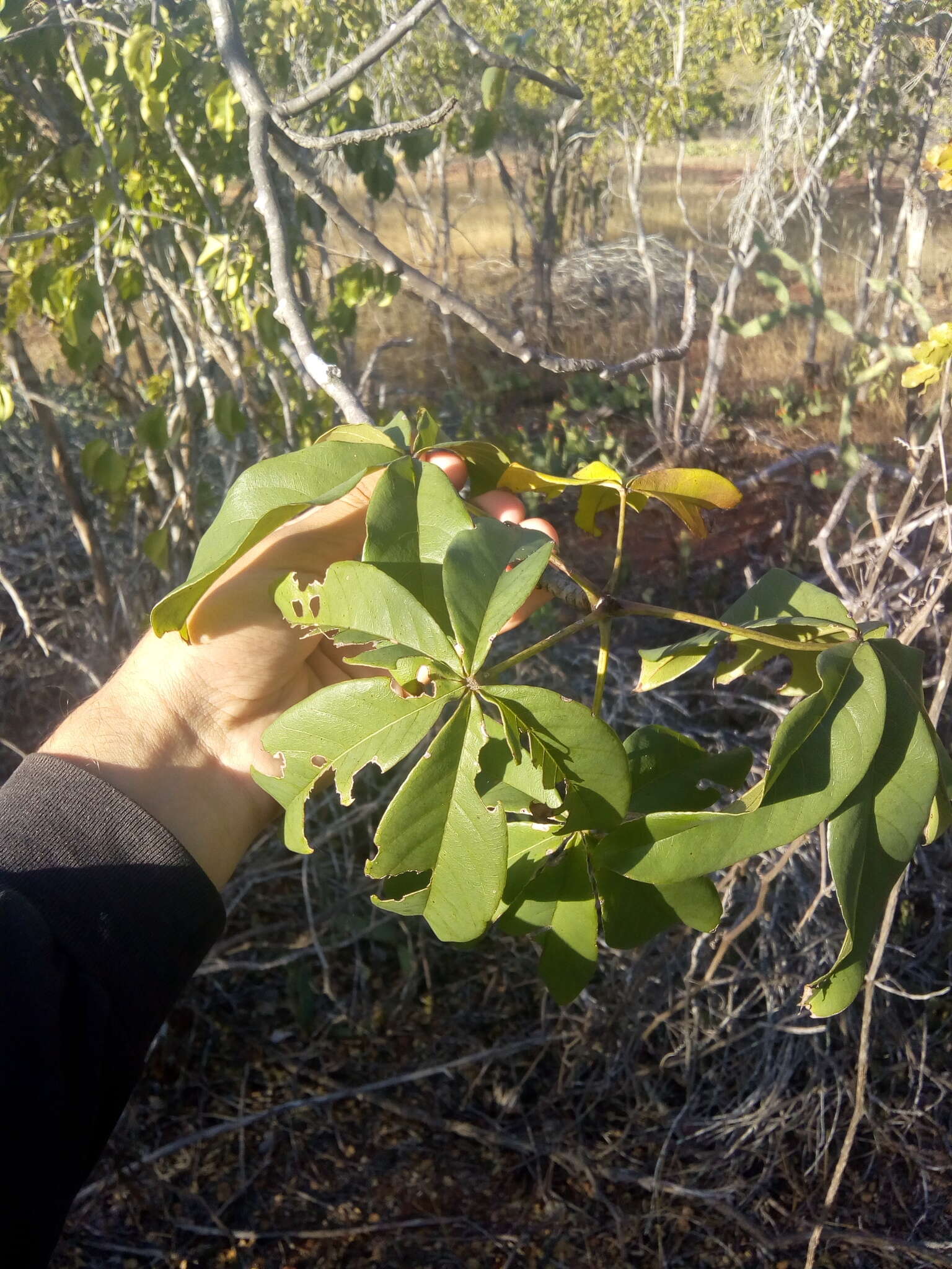 Imagem de Pseudobombax parvifolium Carv.-Sobr. & L. P. Queiroz