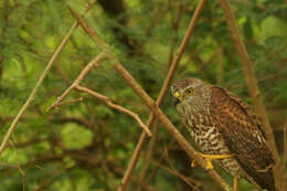 صورة Accipiter fasciatus natalis (Lister 1889)