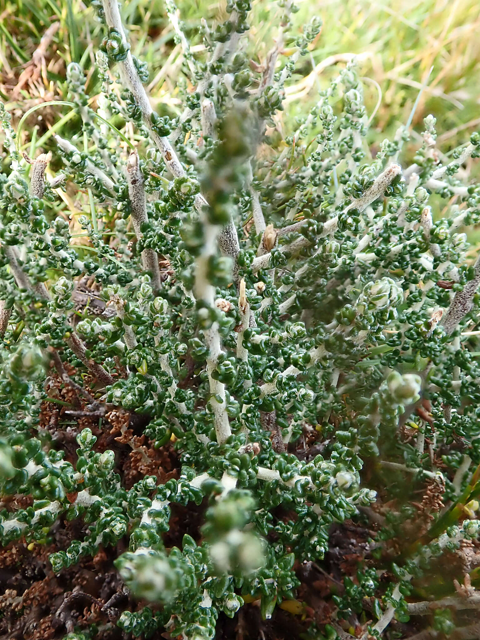 Image of Alpine Daisy-bush