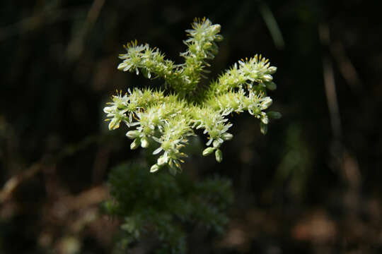 Image of Petrosedum sediforme (Jacq.) V. Grulich