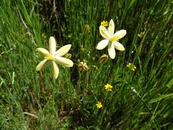 Sivun Triteleia ixioides subsp. scabra (Greene) L. W. Lenz kuva