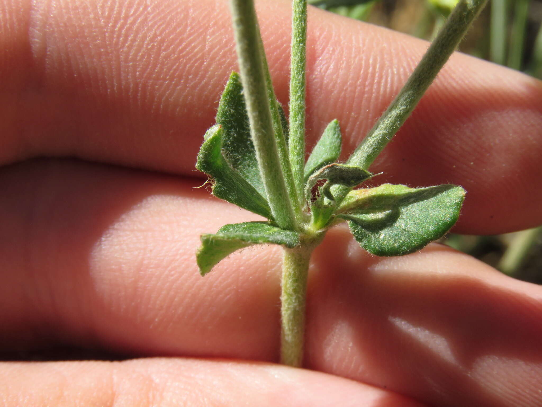 Image of Munz's buckwheat