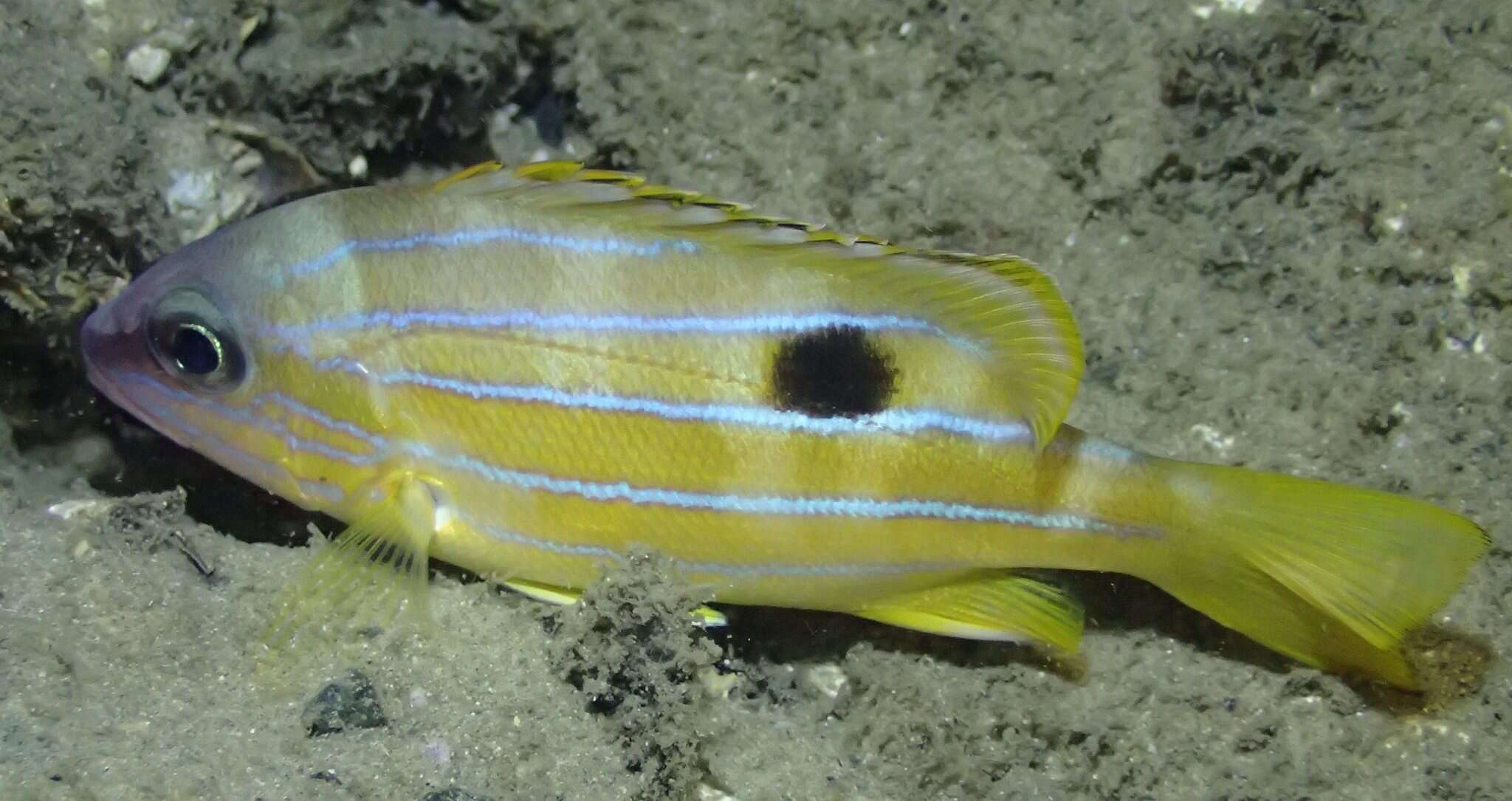 Image of Five-lined snapper