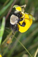 Image of Centris cineraria Smith 1854