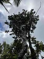 Image de Tabebuia rigida Urb.