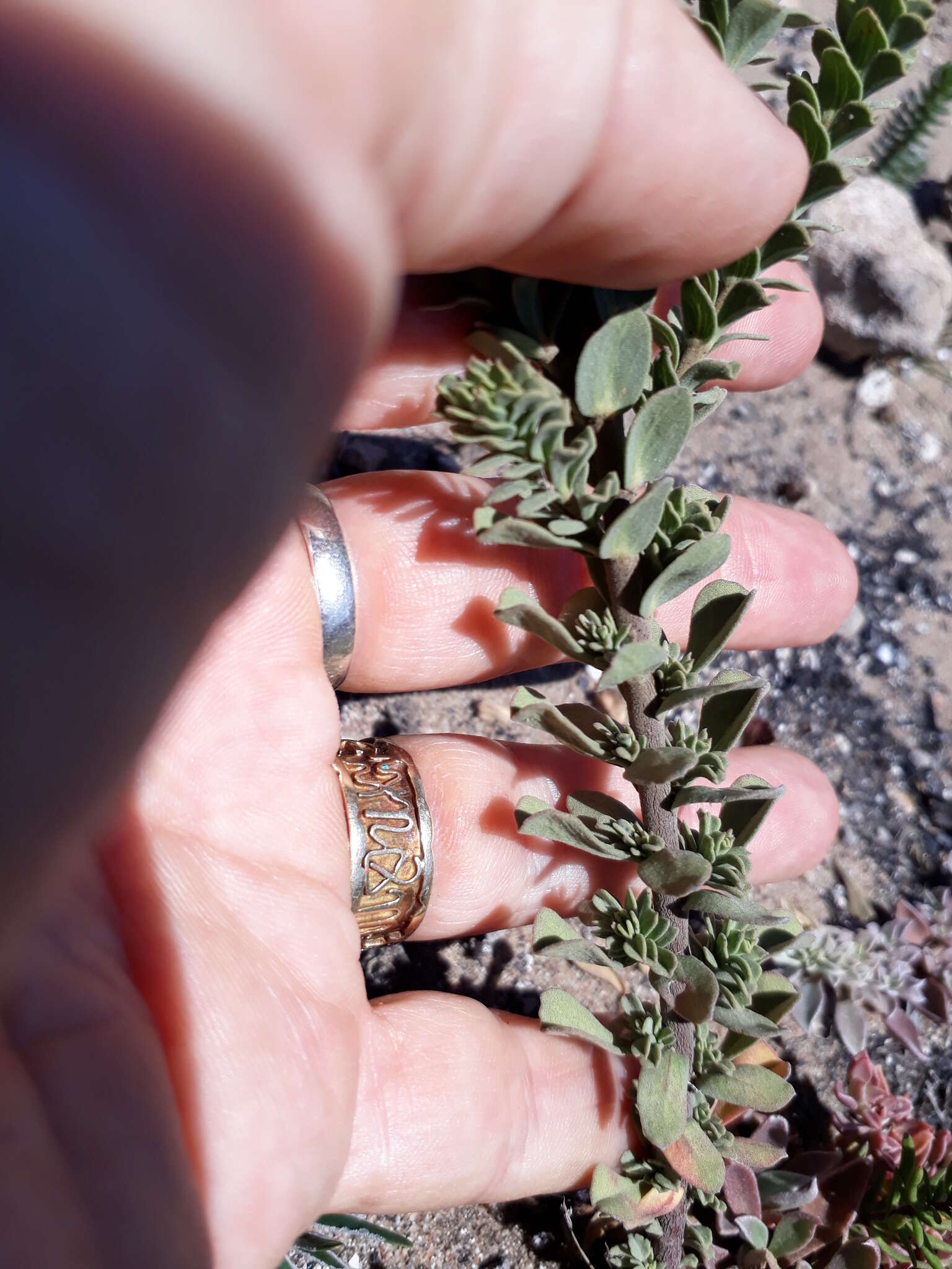 Image of Hermannia trifoliata L.