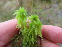 Image of toothed sphagnum