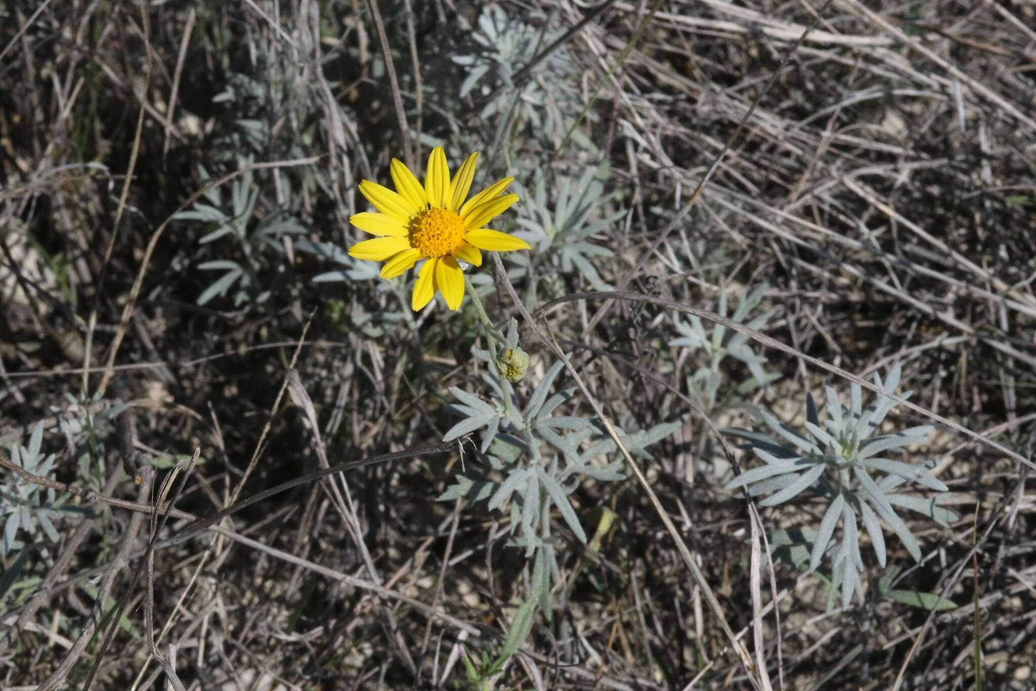 Image of hairyseed bahia