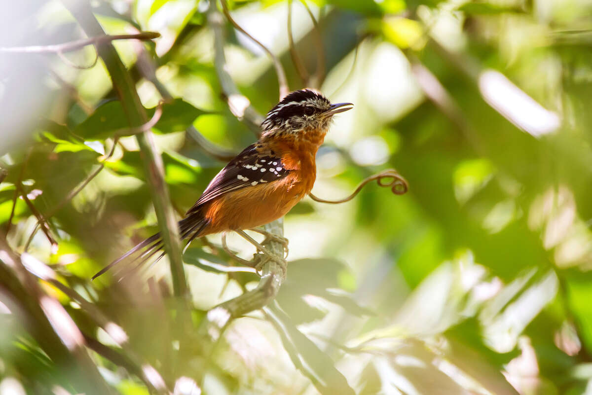 Image of Ferruginous Antbird