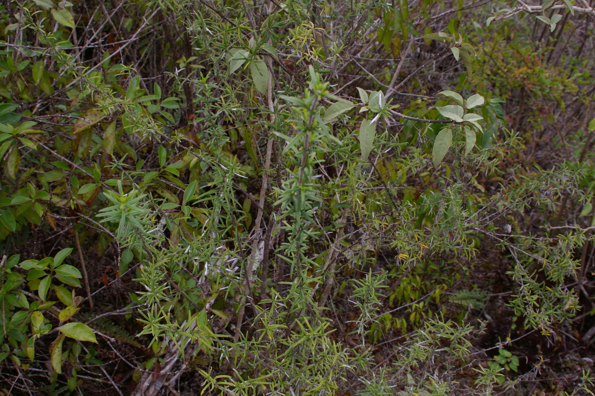 Image of Trigonopterum laricifolium (Hook. fil.) W. L. Wagner & H. Rob.