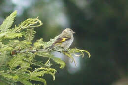 Image of Hooded Siskin