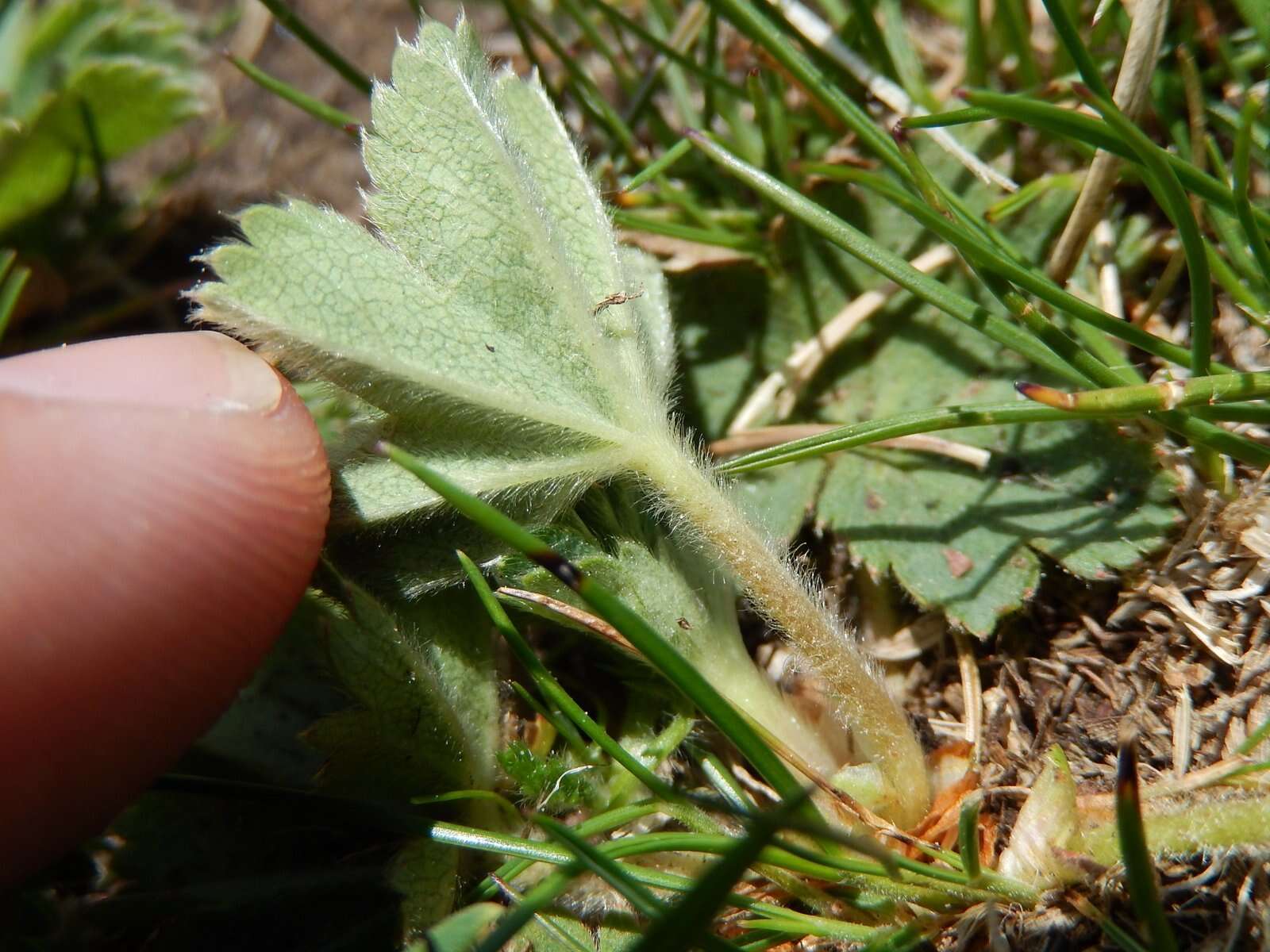 صورة Alchemilla glaucescens Wallr.