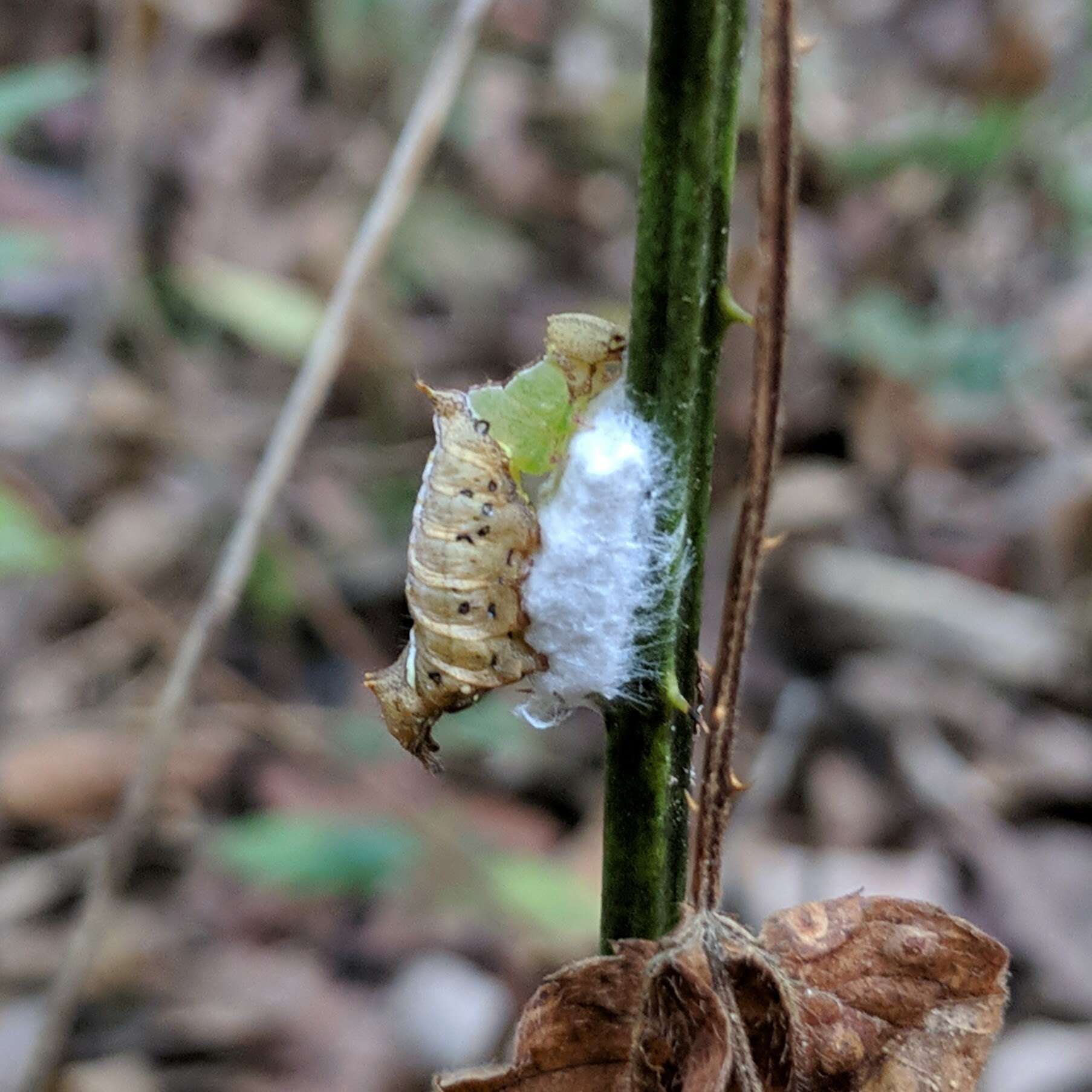 Image of Cotesia schizurae (Ashmead 1898)