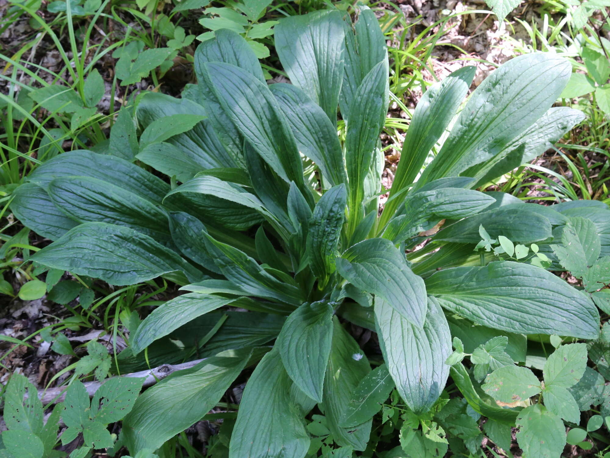 Слика од Digitalis ferruginea subsp. schischkinii (Ivan.) Werner