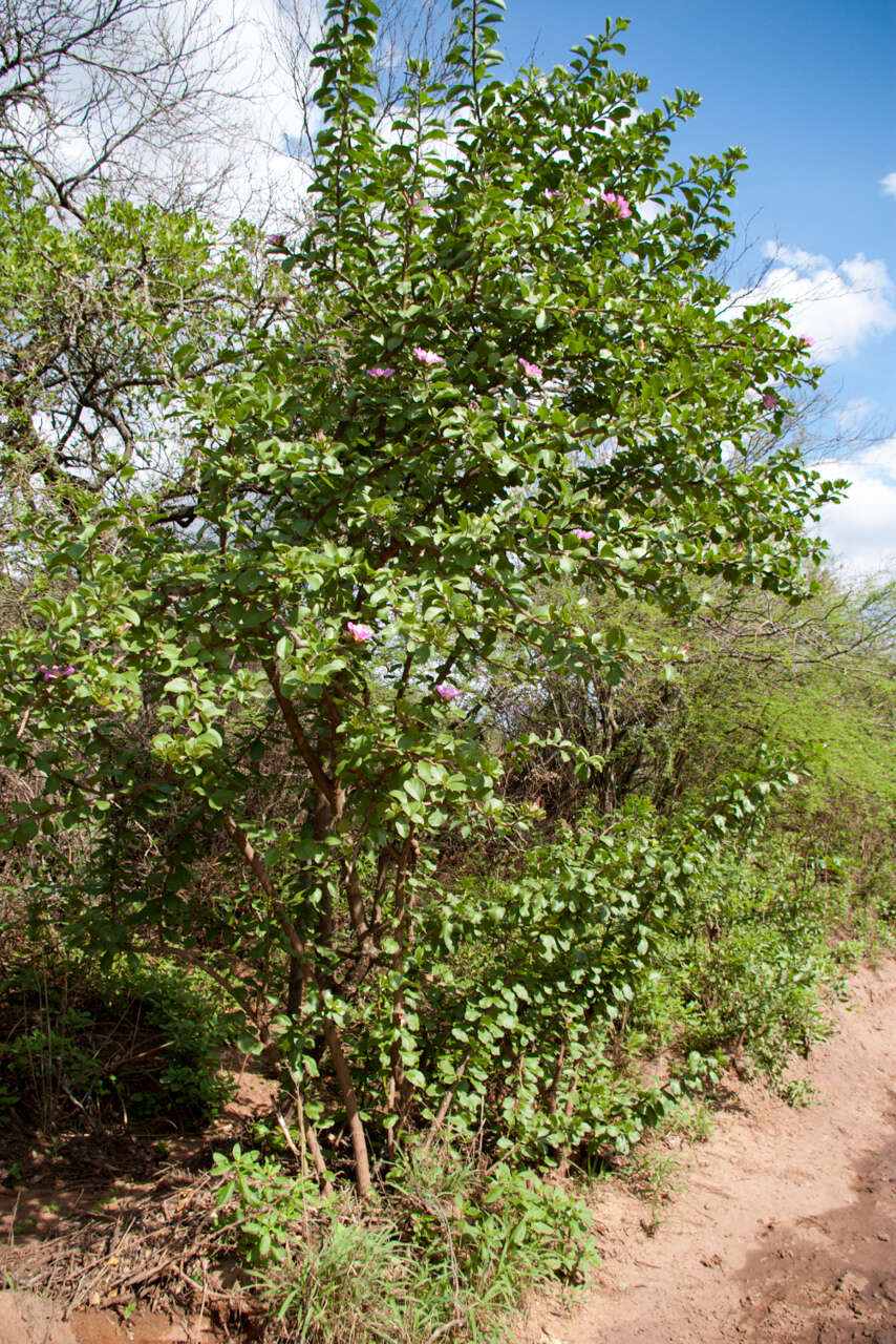 Imagem de Pereskia sacharosa Griseb.