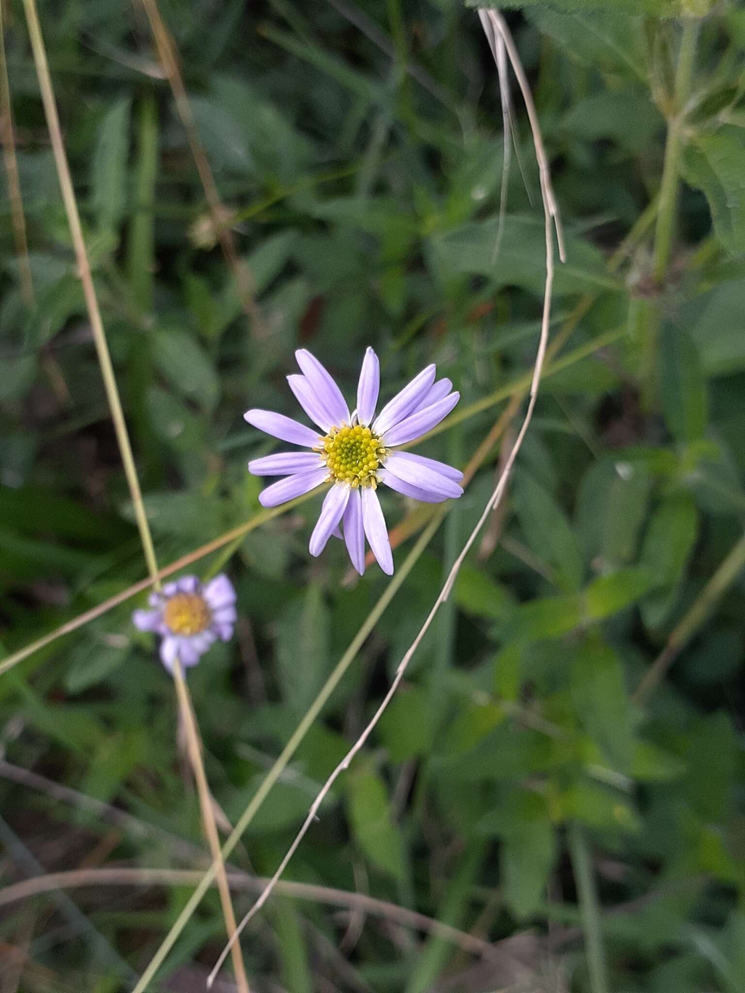 Image of Brachyscome graminea (Labill.) F. Müll.