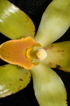 Image of Sudamerlycaste gigantea (Lindl.) Archila