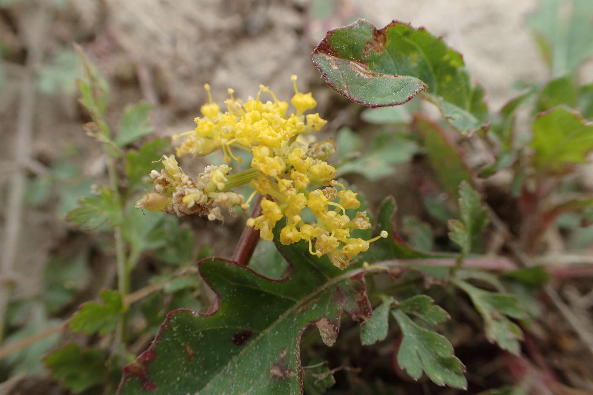 Image de Tauschia texana A. Gray