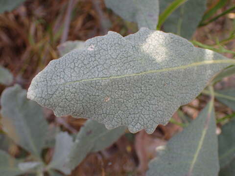 Image of Pacific yerba santa