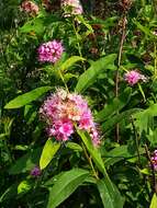 Слика од Spiraea salicifolia L.