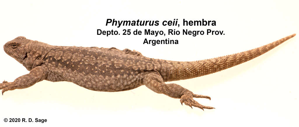 Image of Phymaturus ceii