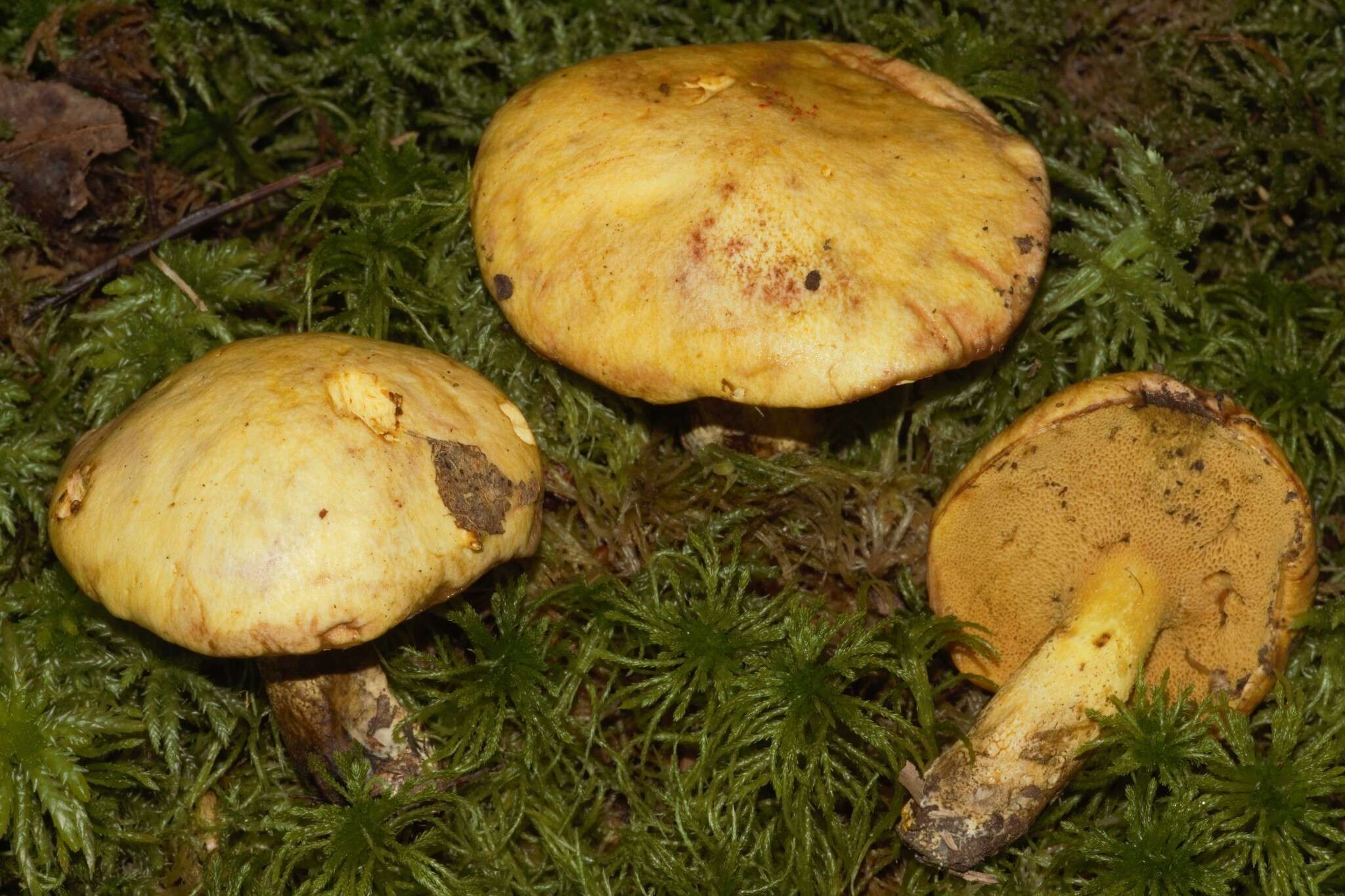 Image of Suillus subaureus (Peck) Snell 1944