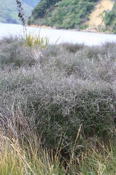 Image of Plagianthus divaricatus Forst.