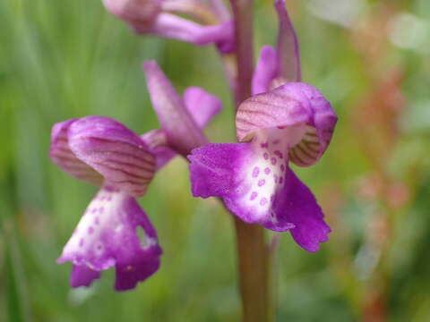 Image of Anacamptis morio subsp. picta (Loisel.) Jacquet & Scappat.