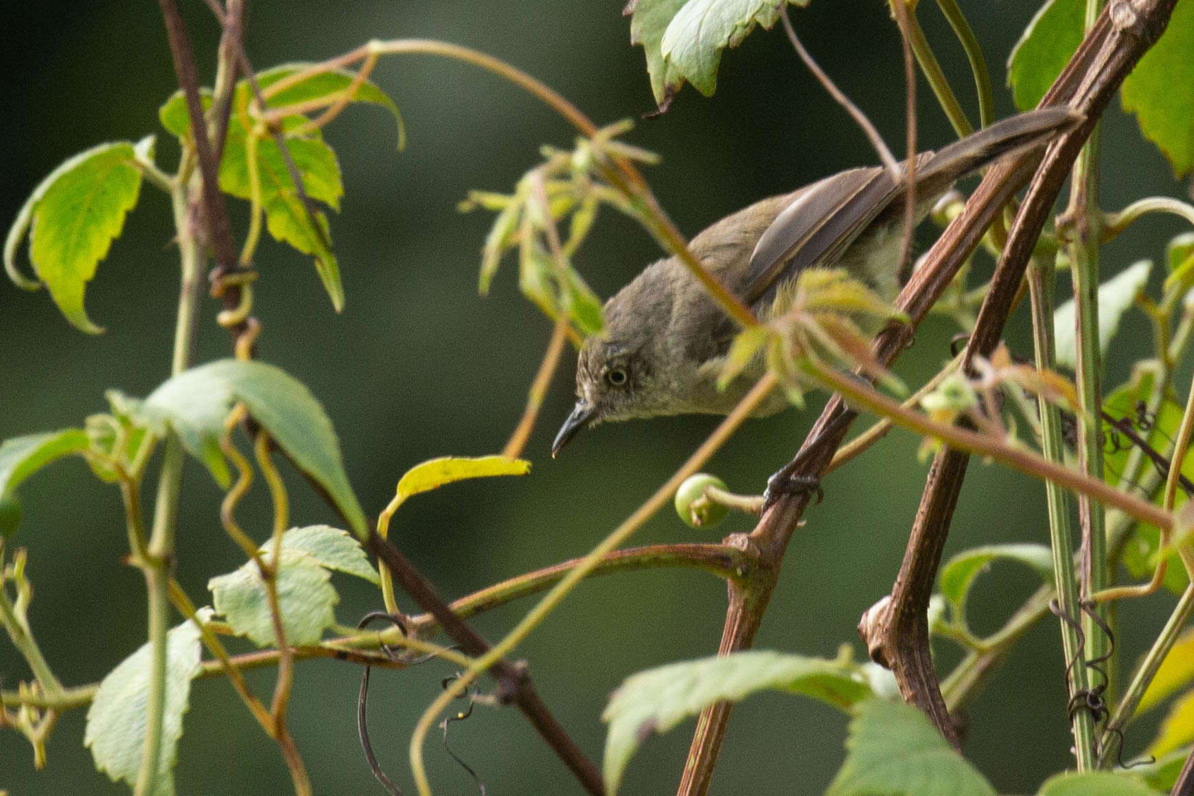 Image of Mountain Thornbill