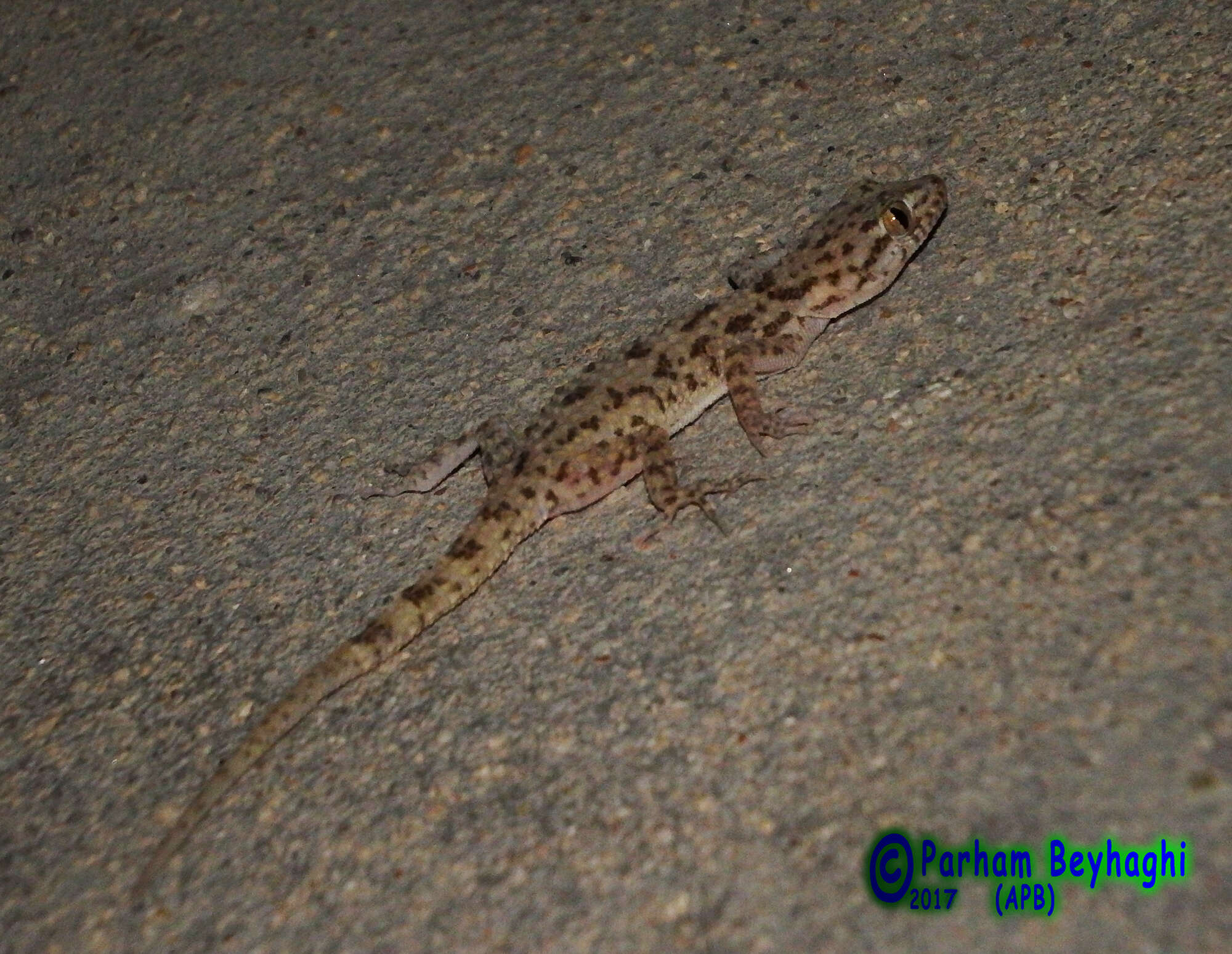 Image of Kachh Gecko