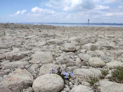 صورة Myosotis rehsteineri Warten.