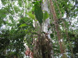 Image of Anthurium bonplandii G. S. Bunting