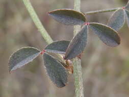 Image of Indigofera heterophylla Thunb.