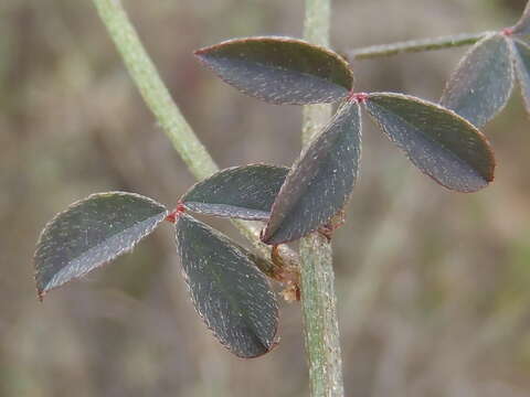 Imagem de Indigofera heterophylla Thunb.