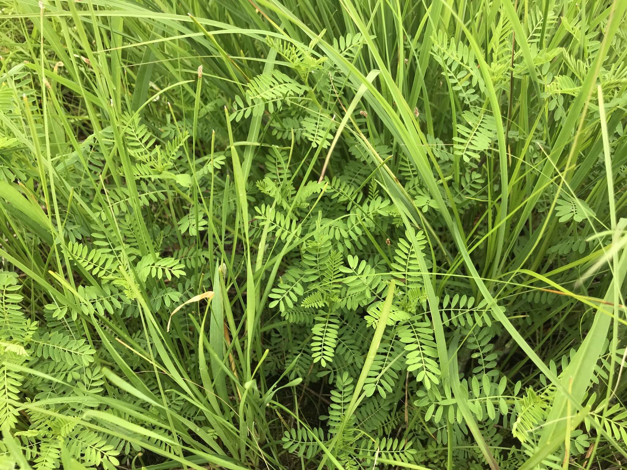 Image of leafy prairie clover