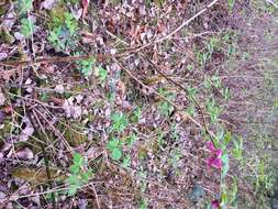 Image de Rubus spectabilis Pursh