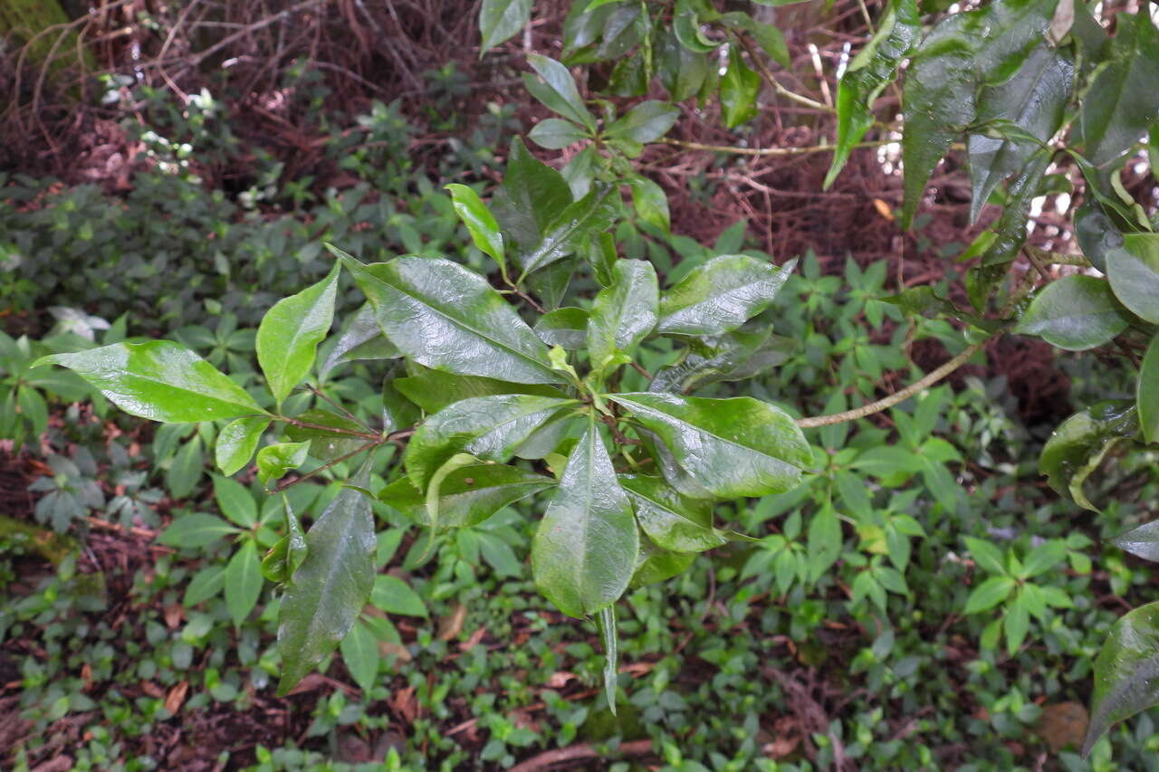 Sivun Pittosporum illicioides Makino kuva