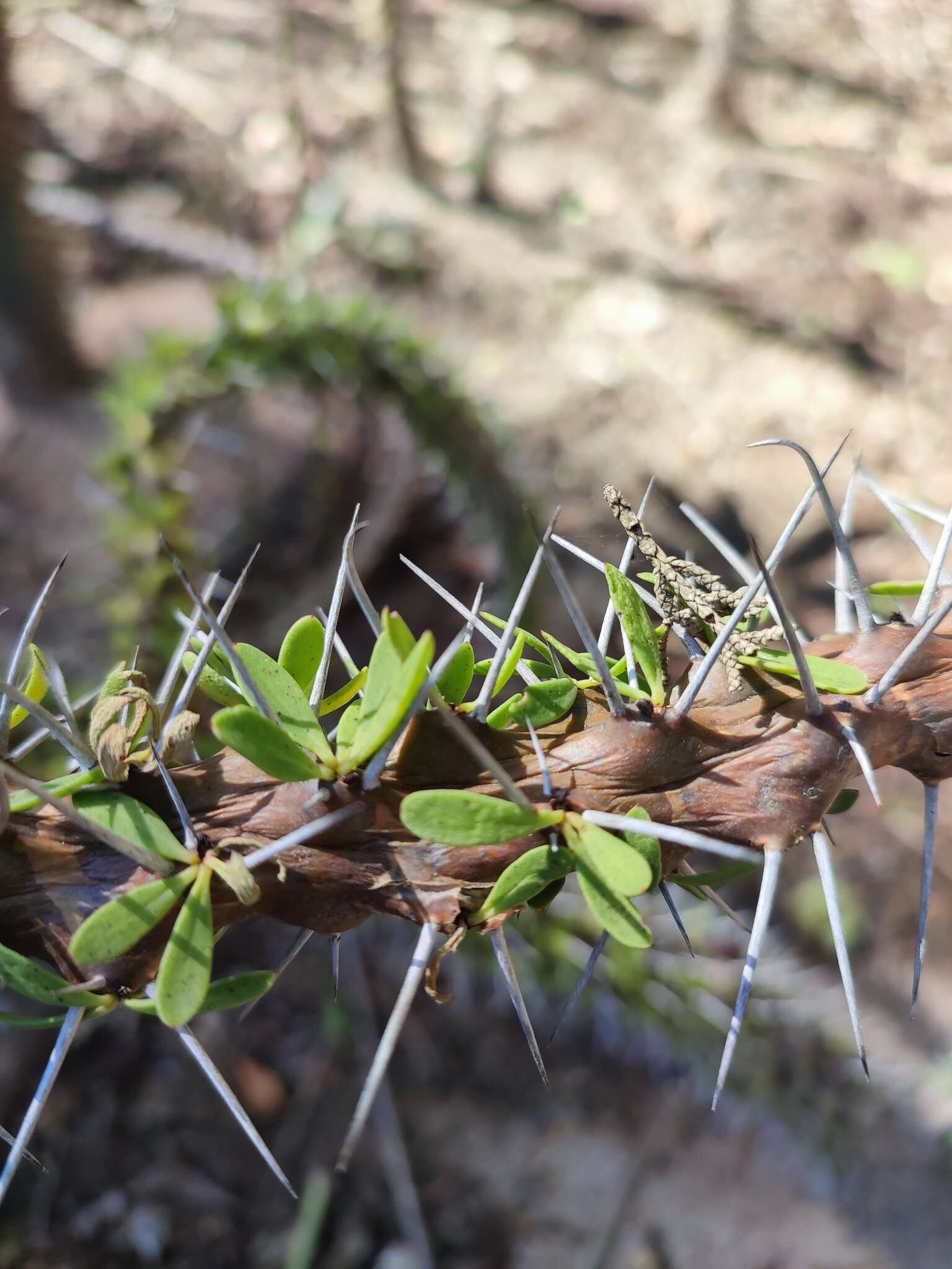 Image of Didierea trollii Capuron & Rauh