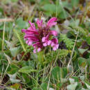 Слика од Pedicularis sudetica subsp. pacifica Hultén