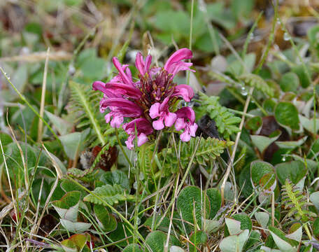 Imagem de Pedicularis sudetica subsp. pacifica Hultén