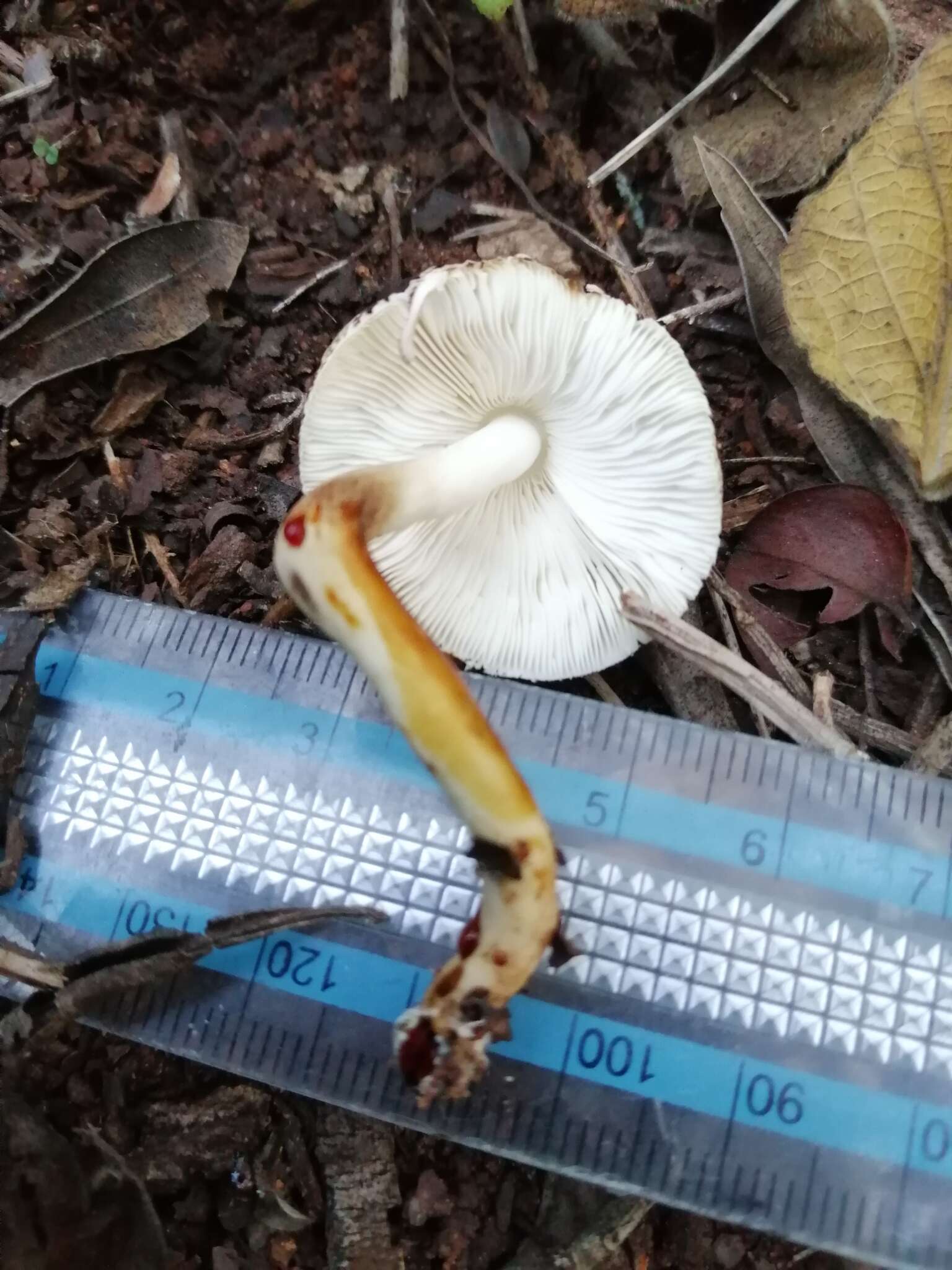 Image of Leucocoprinus badhamii (Berk. & Broome) Locq. 1943