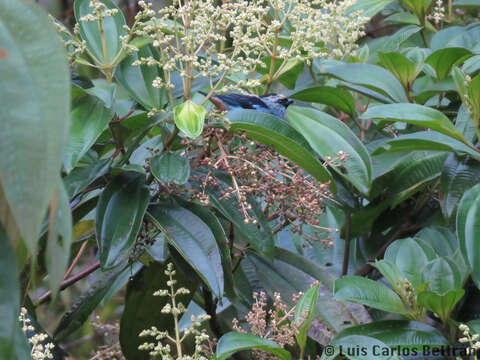 Image of Metallic-green Tanager