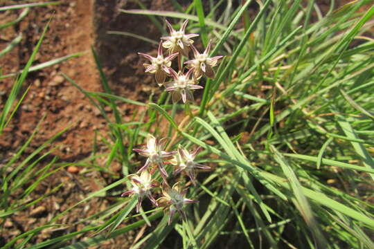 Image of Asclepias brevipes (Schltr.) Schltr.