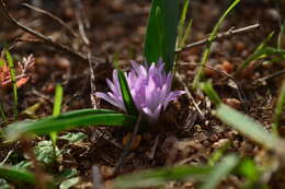 Image of Lachenalia paucifolia (W. F. Barker) J. C. Manning & Goldblatt