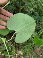 Image de Aristolochia ringens Vahl